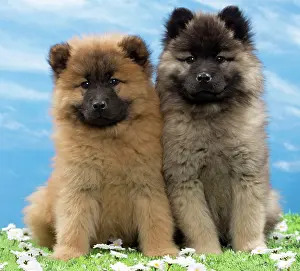 Eurasier: Dog - Eurasier puppies