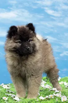 Eurasier: Dog - Eurasier puppies
