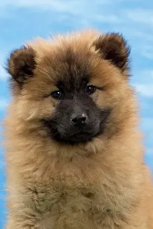 Eurasier: Dog - Eurasier puppy