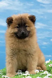 Eurasier: Dog - Eurasier puppy
