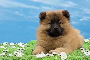 Eurasier: Dog - Eurasier puppy