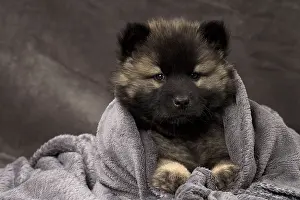 Eurasier: Dog Eurasier puppy