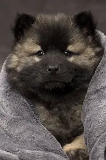 Eurasier: Dog Eurasier puppy