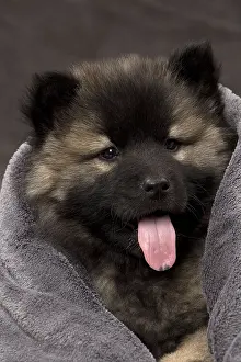 Eurasier: Dog Eurasier puppy