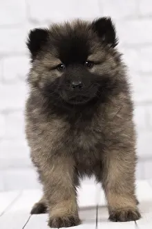 Eurasier: Dog Eurasier puppy