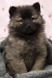 Eurasier: Dog Eurasier puppy