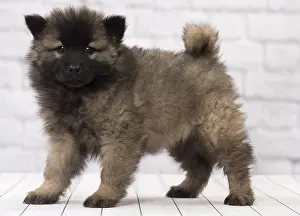 Eurasier: Dog Eurasier puppy