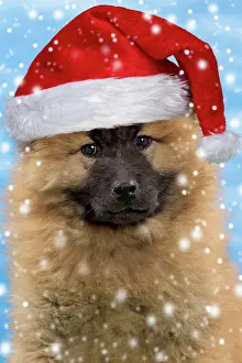Eurasier: Dog - Eurasier puppy wearing a Christmas hat