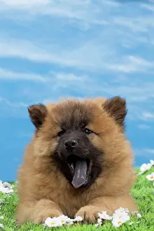 Eurasier: Dog - Eurasier puppy - yawning