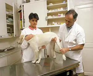 Casualties: Dog - being examined by Vet