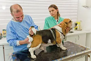 Examine: Dog - being examined by vet - emptying anal glands