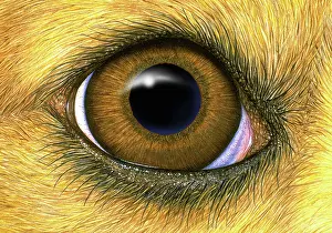 Illustrated: Dog eye