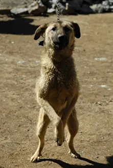 Attach: Dog farm in Moso in Yunnan China