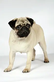 Hared: DOG. Fawn pug