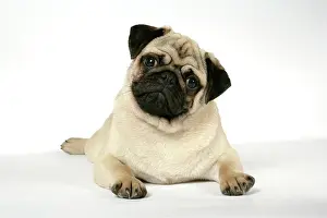 Hared: DOG. Fawn pug
