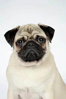 Hared: DOG. Fawn pug