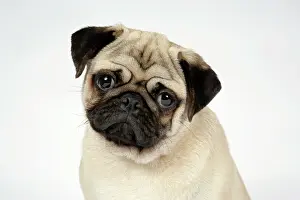 Hared: DOG. Fawn pug