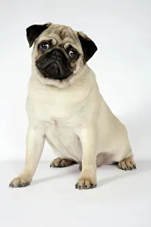 Hared: DOG. Fawn pug