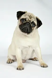 Hared: DOG. Fawn pug