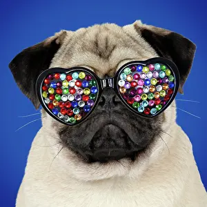 Spectacles: DOG - Fawn pug