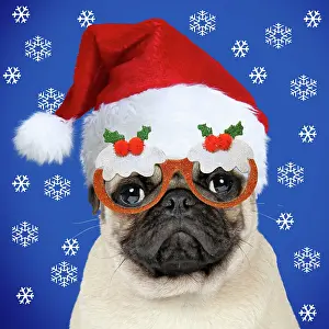 Pudding: DOG - Fawn pug