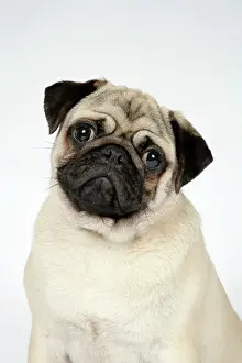 Pugs: DOG. Fawn pug
