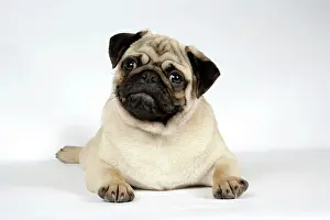 Hared: DOG. Fawn pug lying down