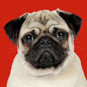 260421: DOG - Fawn pug - portrait