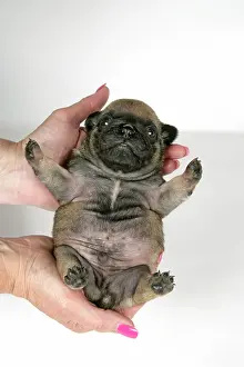 Hared: DOG. Fawn pug puppy (3 weeks old) being held by owner