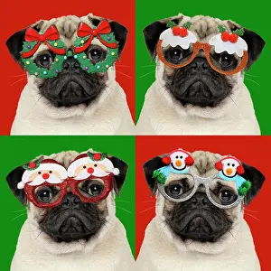 Pudding: DOG - Fawn pug - four versions wearing Christmas glasses