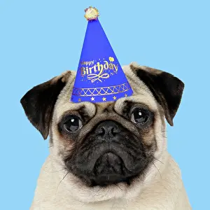 Celebrations: DOG, Fawn pug wearing a blue birthday party hat