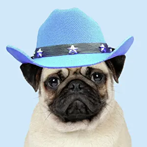 19271: DOG, Fawn pug wearing blue cowboy hat