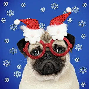 281217: Dog, Fawn pug, wearing Christmas glasses