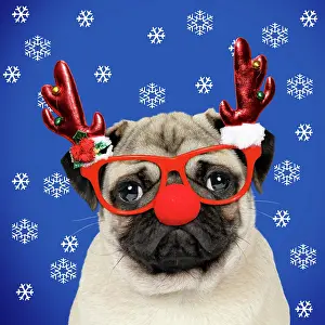 281217: Dog, Fawn pug, wearing Christmas glasses with reindeer