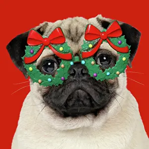 260421: DOG - Fawn pug - wearing Christmas holly glasses
