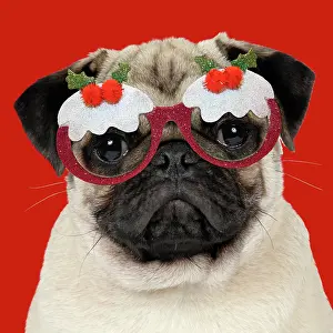 Pudding: DOG - Fawn pug - wearing Christmas pudding glasses