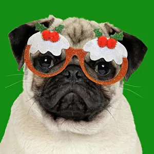 Pudding: DOG - Fawn pug - wearing Christmas pudding glasses