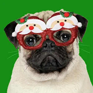 Pudding: DOG - Fawn pug - wearing Christmas Santa Claus glasses