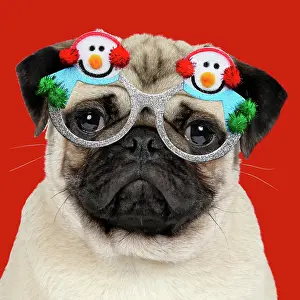 260421: DOG - Fawn pug - wearing Christmas snowman glasses