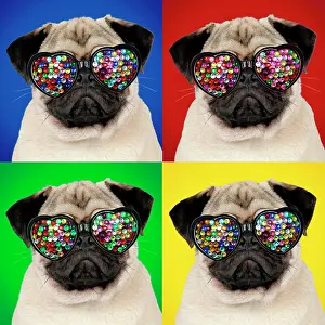 Spectacles: DOG - Fawn pug - wearing disco sun-glasses