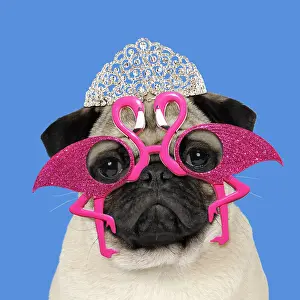 Tiara: DOG, Fawn pug wearing flamingo sun-glasses and tiara