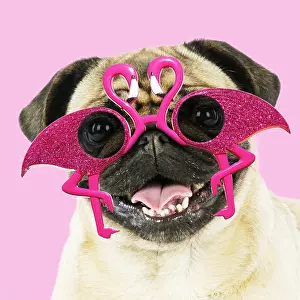 Spectacles: DOG. Fawn pug - wearing flamingo sunglasses Digital