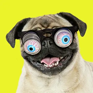 Googly: DOG. Fawn pug - wearing googly eye joke glasses