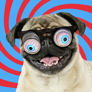 Googly: DOG. Fawn pug - wearing googly eye joke glasses