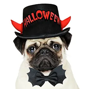 19271: DOG. Fawn pug wearing Halloween hat and bow tie