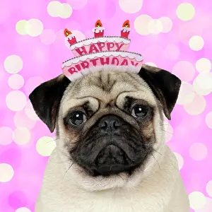 Celebrations: DOG, Fawn pug wearing a Happy Birthday hat