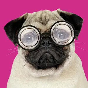 260421: DOG - Fawn pug - wearing thick lens glasses
