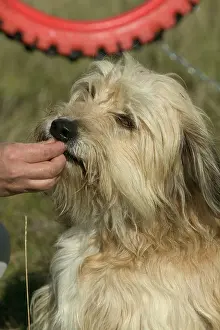 Obedience: Dog - being fed reward by owner