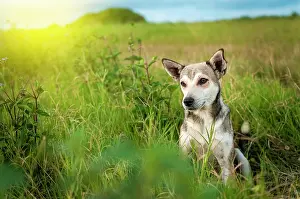 Amusement: A dog in the field, Close up of a dog in the field