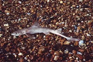 Sharks: DOG FISH - Dead on beach